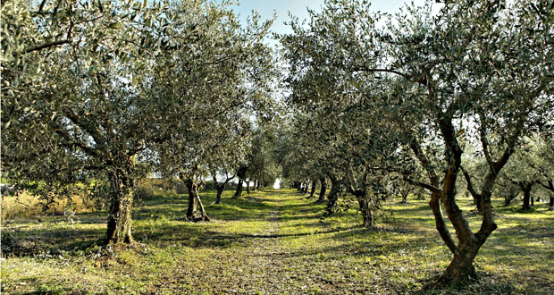 Tagliati quattro ulivi a Lucca Sicula, vittima un imprenditore agricolo di 79 anni