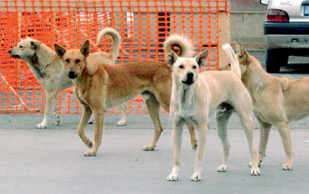 Cani avvelenati a Favara, nuova denuncia del sindaco